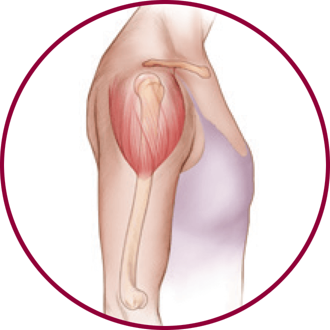 Your Upper Arm - Illustration (657x657), Png Download