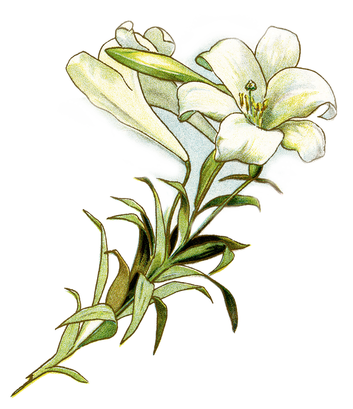 Picture - Easter Lily Free Clipart (691x800), Png Download