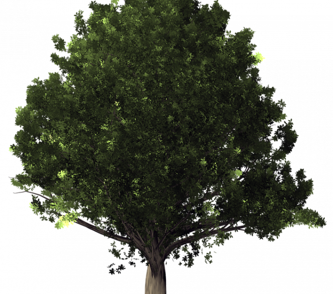 Oak Tree Pictures Free Oak Tree Free Image On Pixabay - White Oak Tree Transparent Background (678x600), Png Download