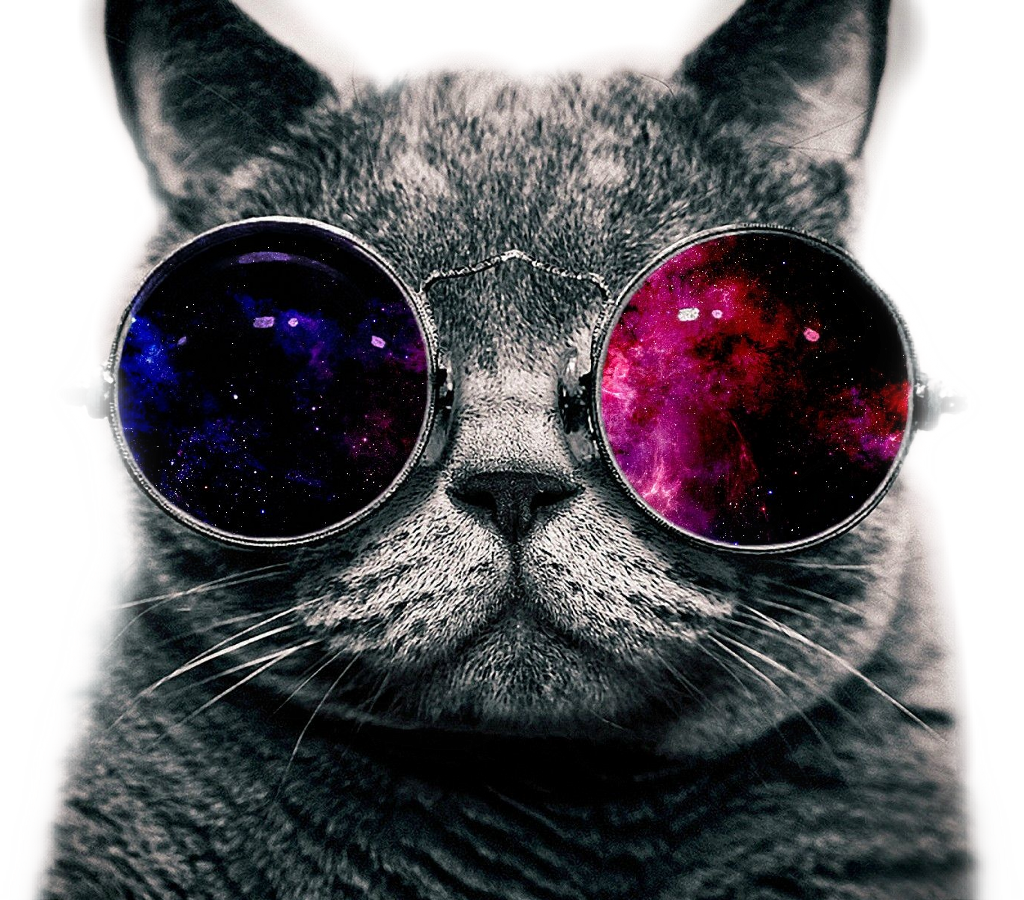 Coolcat Sticker - Mlg Cat With Glasses (1024x900), Png Download