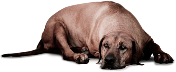 Saddog2 (1000x412), Png Download