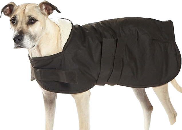 95 Select Options - Companion Dog (800x800), Png Download