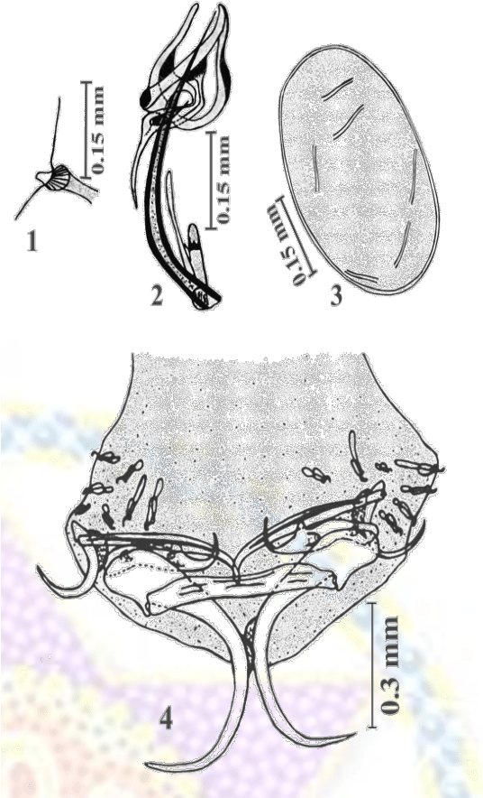 Indicus Present Worm - Illustration (535x900), Png Download