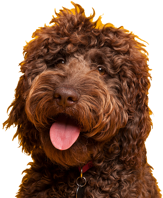 Happytails-dog - Barbet (634x744), Png Download
