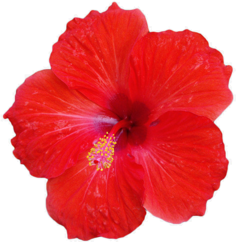 650 X 489 8 - Red Hibiscus Flower Png (650x489), Png Download