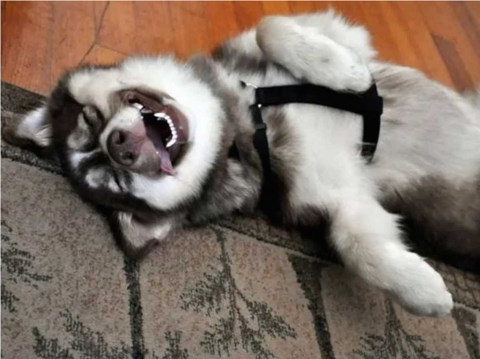 Best City For Pets, Dog Makeup, And More - Room Full Of Huskies Meme (1280x720), Png Download