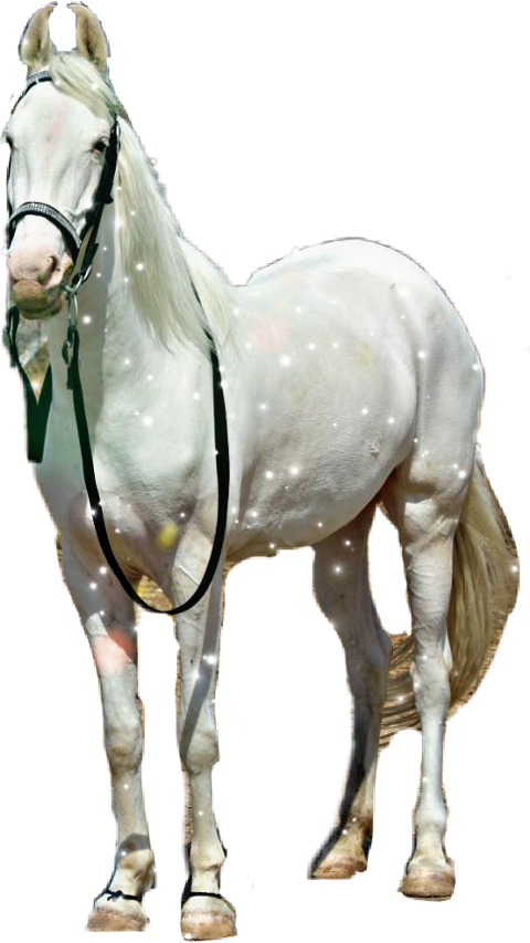 Stallion (480x853), Png Download