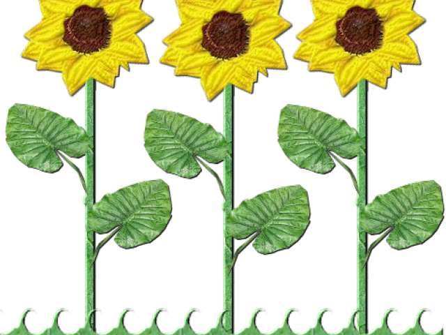 Sunflowers Clipart Shrub - Sunflower (640x480), Png Download