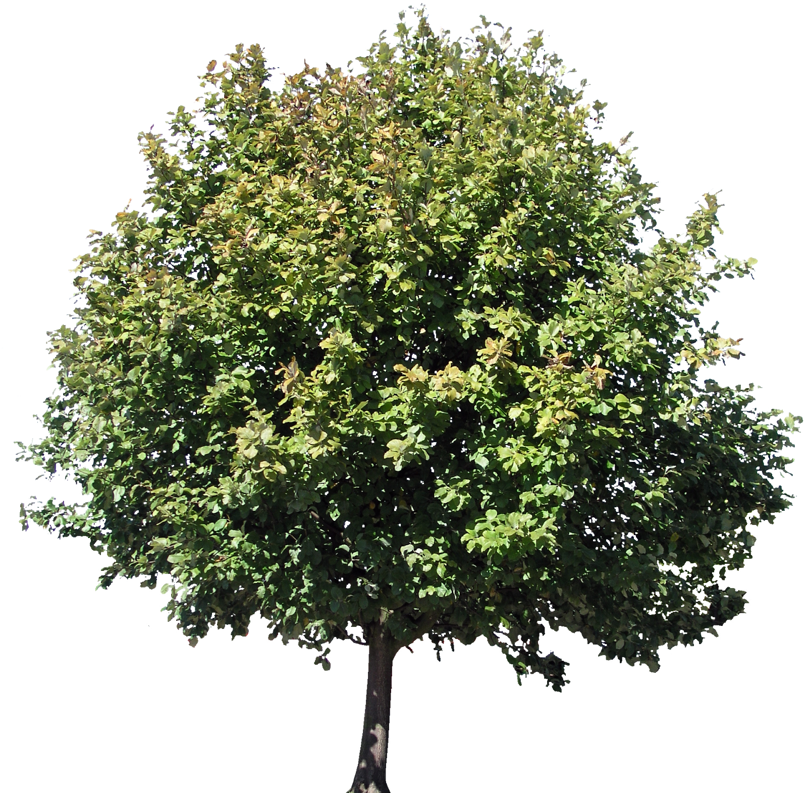 Descargar Árboles Png Gratis - Mango Tree With Fruits (1600x1598), Png Download