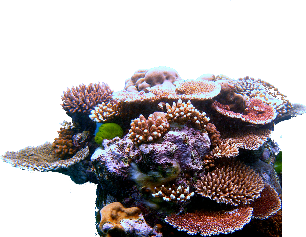 The Downfall In Economy - Coral Reef Coral Triangle (1500x1125), Png Download