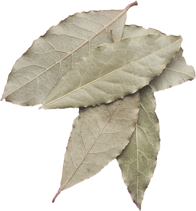 Baybay - Swamp Maple (700x700), Png Download
