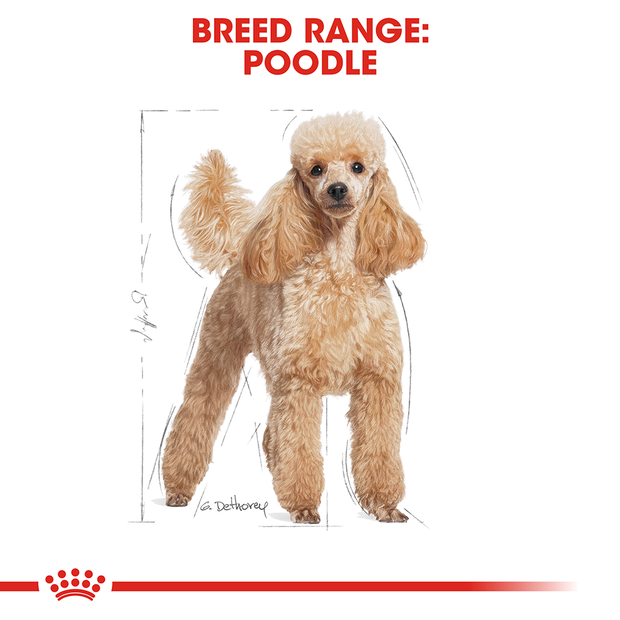 Royal Canin Wet Food Adult Poodle - Royal Canin Mini Adult 10kg (620x620), Png Download