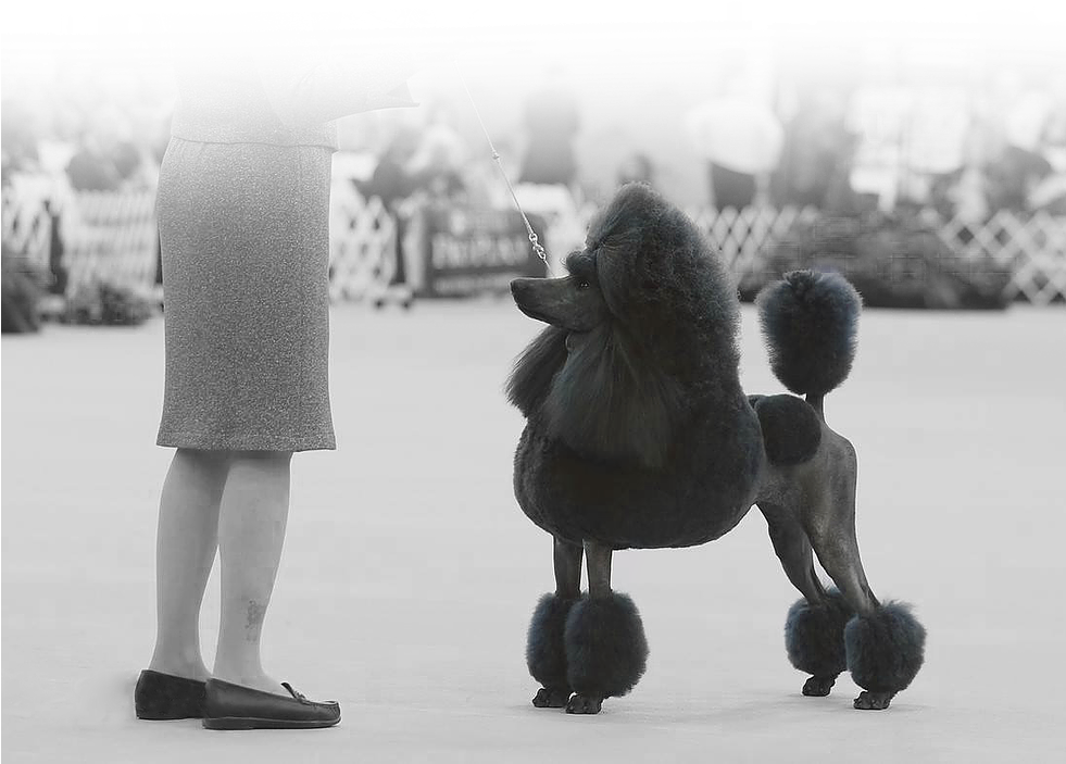Welcome To - Miniature Poodle (980x951), Png Download