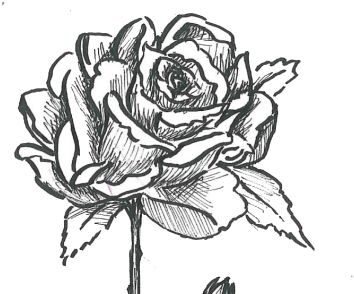 Rose Bush - Garden Roses (960x500), Png Download