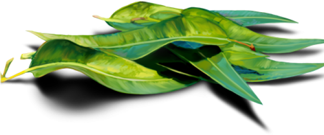 Eucalyptus Clipart Transparent - Herbaceous Plant (640x480), Png Download