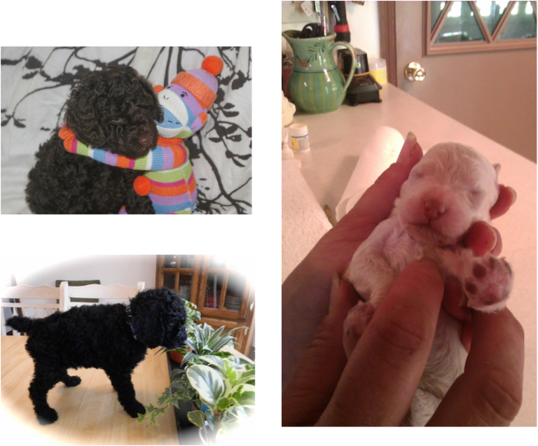 My 1st Miniature Poodle - Toy Poodle (768x637), Png Download