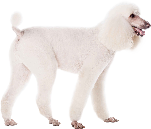Poodle - Standard Poodle (640x546), Png Download