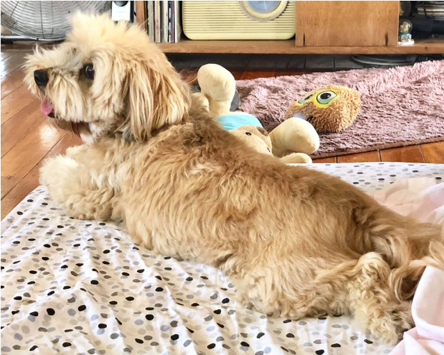 Adam - Cavachon (638x638), Png Download