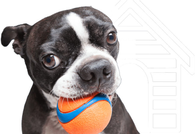 Northern Va Pet Sitting Company Provides Dog Walking - Boston Terrier (800x445), Png Download