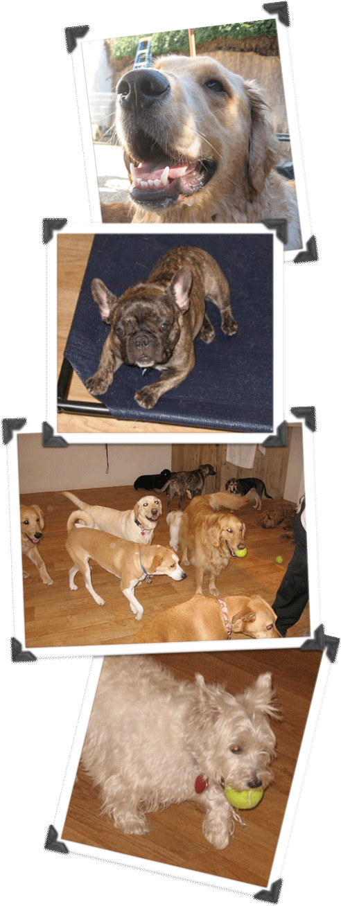 Clipart Free Library About Day Care Boarding Santa - Boxer (534x1350), Png Download