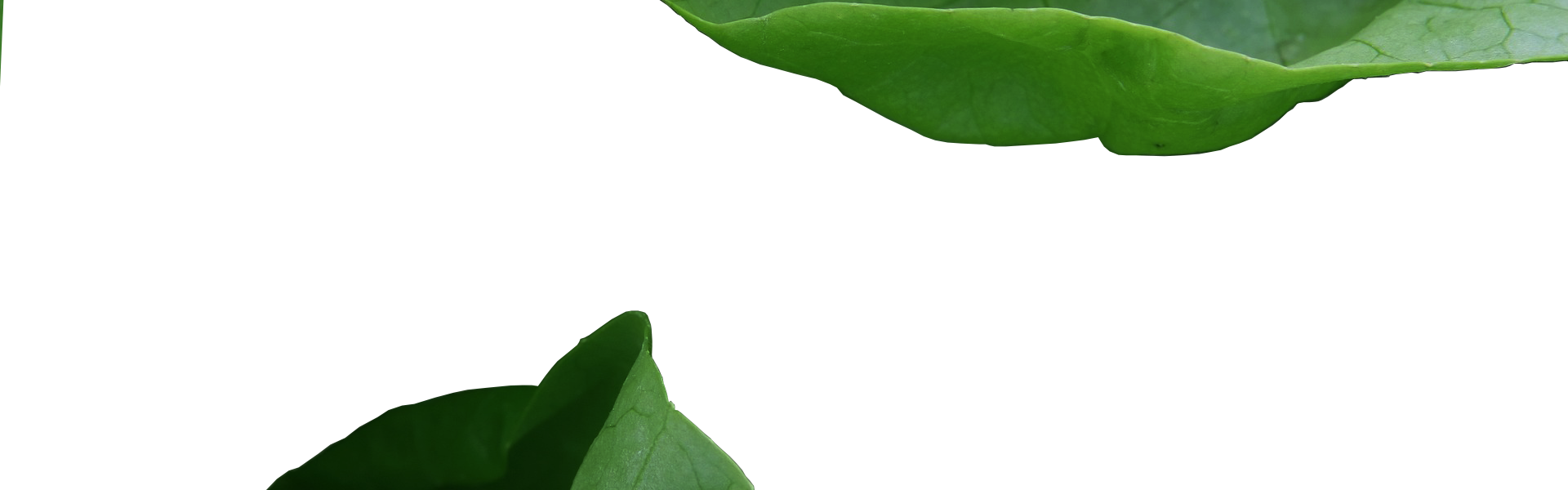 Banner 1 - Tree (1920x600), Png Download