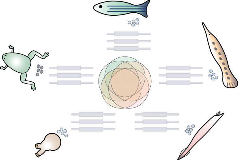 Yartseva V, Takacs Cm, Vejnar Ce, Lee Mt‡, Gira (768x518), Png Download