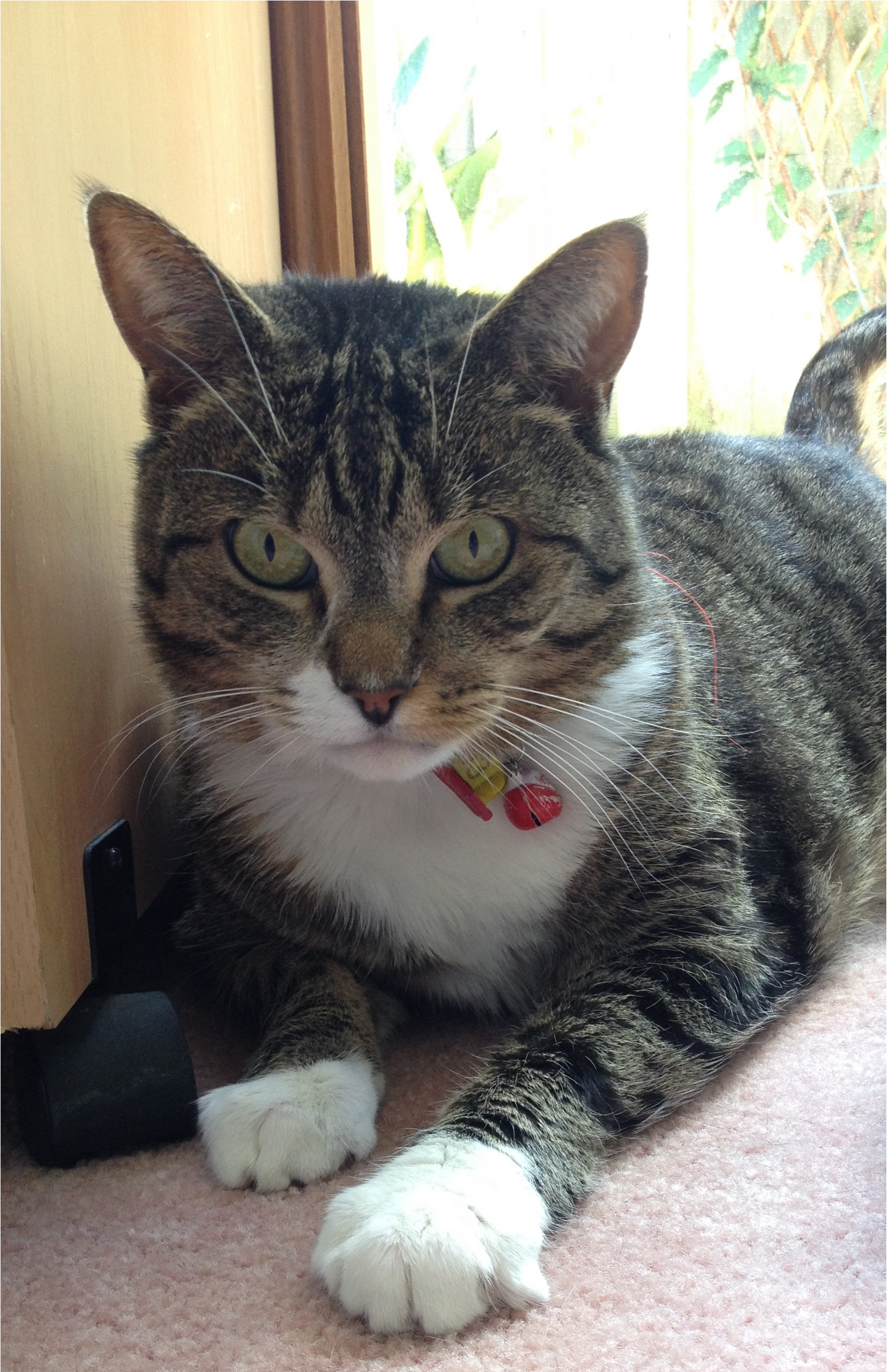 Smudge Cat - Domestic Short-haired Cat (2448x3264), Png Download