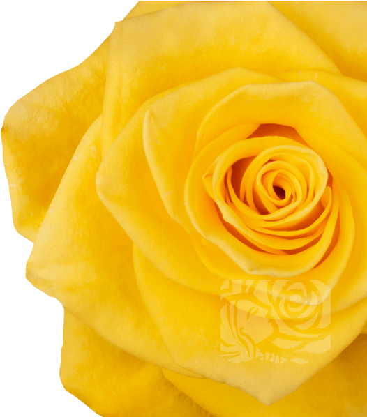Yellow Roses - Garden Roses (658x597), Png Download