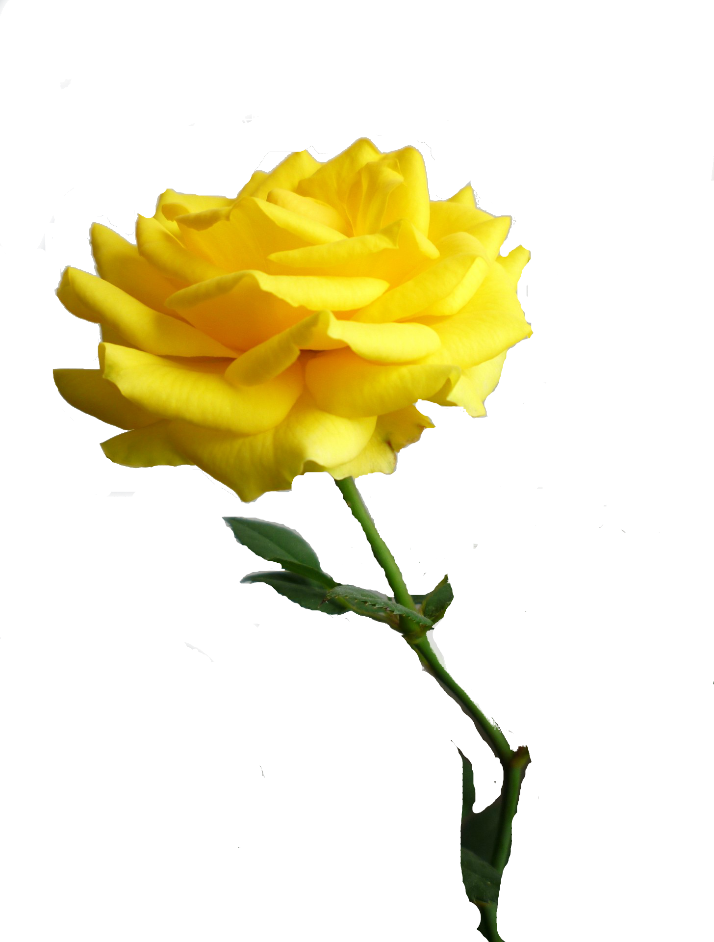 Floribunda (1456x1920), Png Download