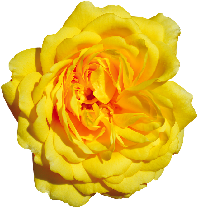 Rose, Yellow, Free, Blossom, Bloom - Garden Roses (751x720), Png Download