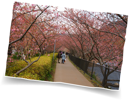 Kawazukawazu Riverbank - Cherry Blossom (446x346), Png Download