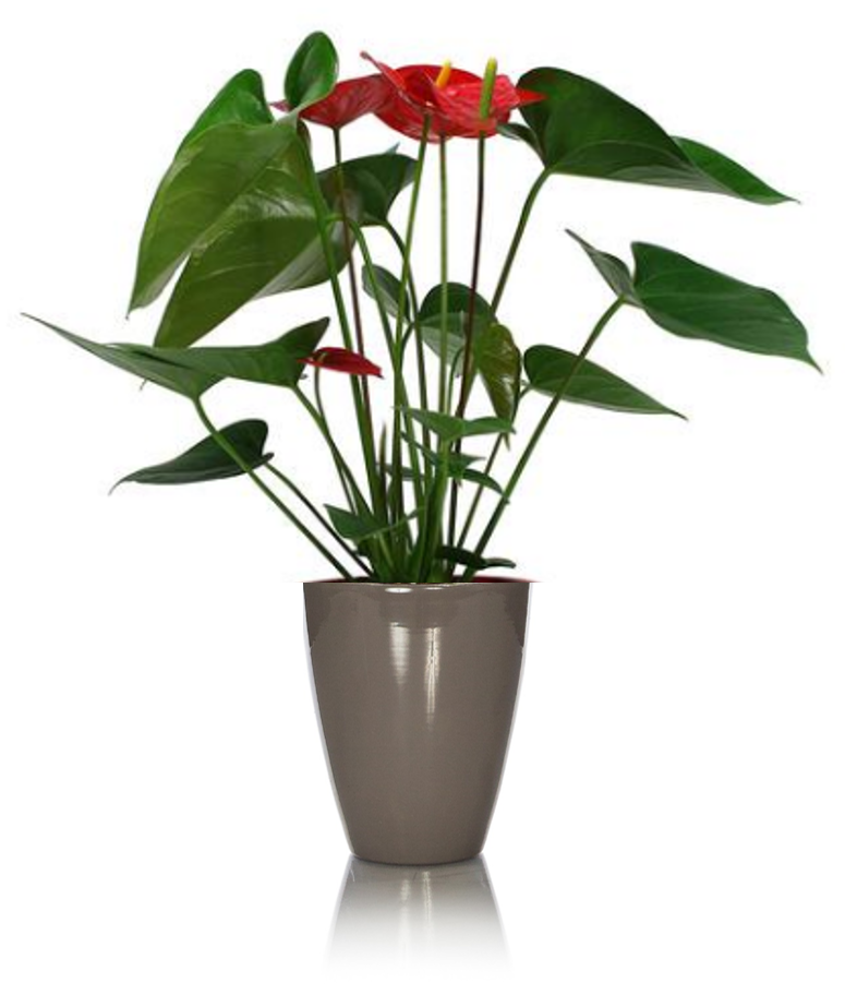 Rustic Anthurium - Laceleaf (408x480), Png Download