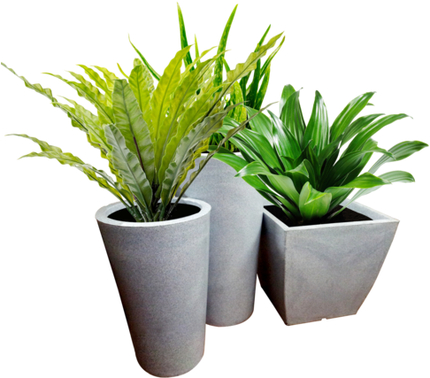 All Weather Planters - Potted Plant In Thailand (500x435), Png Download