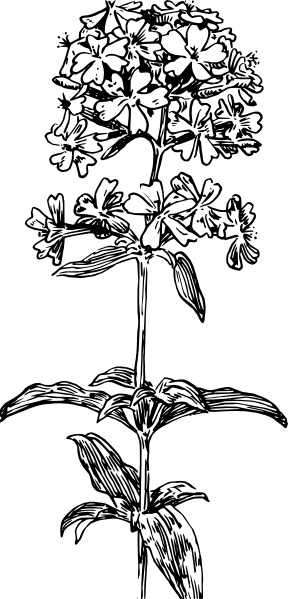 Hydrangea Flower Svg Clip Arts 288 X 599 Px (288x599), Png Download