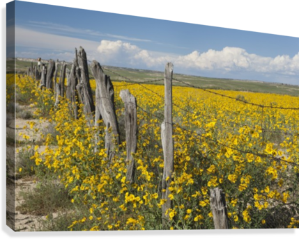Wildflowers Surround Rustic Barb Wire Fence In The - Wildflowers Surround Rustic Barb Wire Fence Ponton (429x344), Png Download