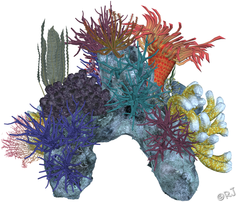 Coral Reef Png Download (953x828), Png Download