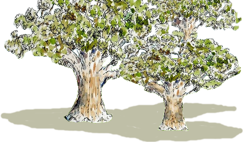 Flowers In Logo Live Oak Trees In Logo - Gambel Oak (502x290), Png Download
