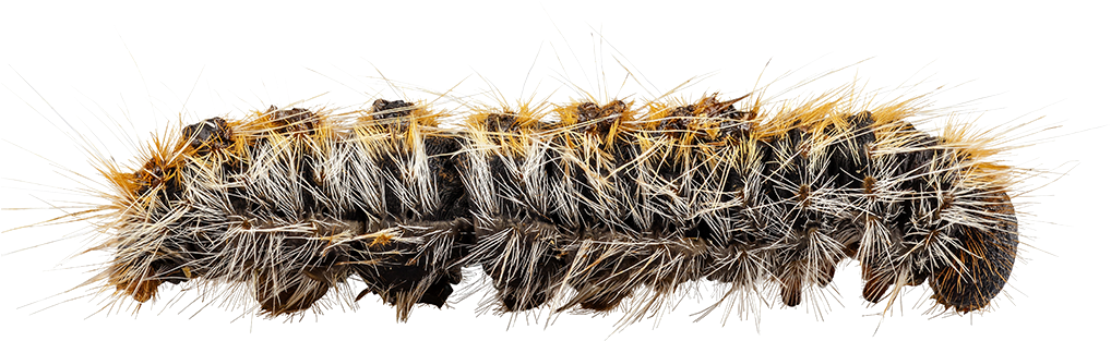 Caterpillar Png Hd - Caterpillar Png (1024x600), Png Download