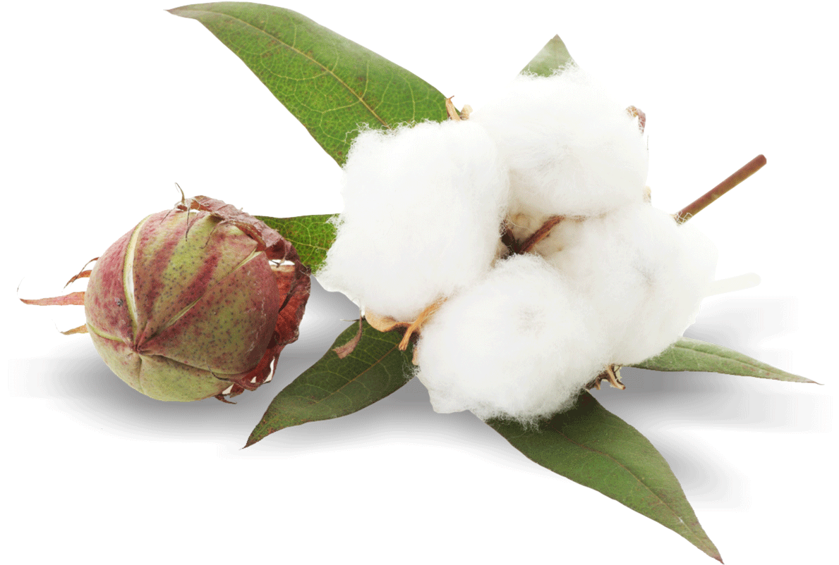 Cotton Plant Png Image - Cotton Plant Png (1280x801), Png Download