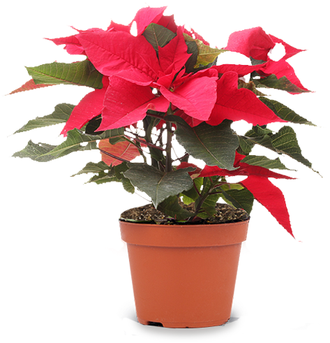Seasonal Plants - Flowerpot (700x500), Png Download