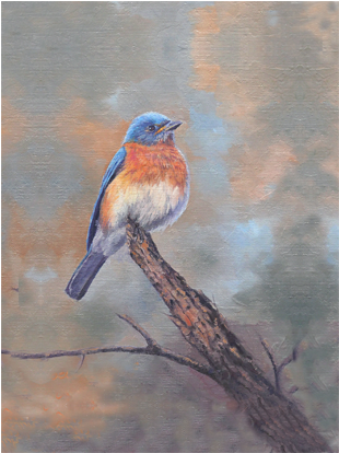 Bluebird Perch - Eastern Bluebird (666x413), Png Download