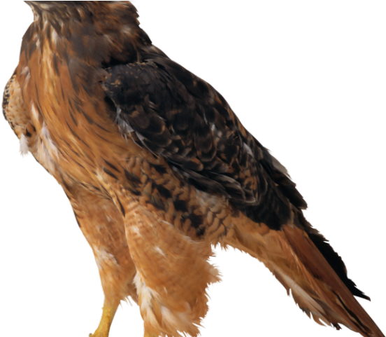 Hawk Clipart Kite Bird - Golden Eagle Transparent Background (640x480), Png Download