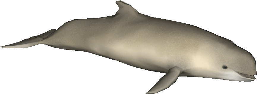Creator - Platypus - Harbour Porpoise (885x885), Png Download