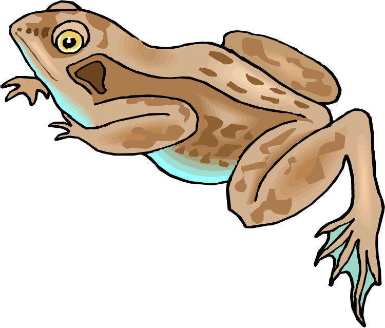 Frog - Brown Frog Clipart (750x639), Png Download