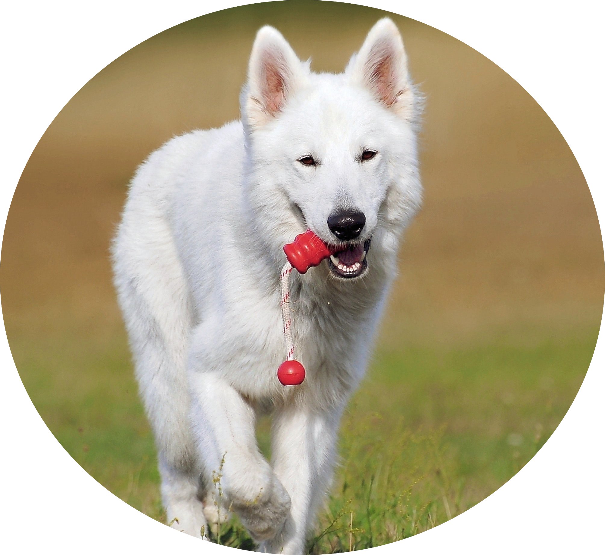 Doggie Daycare - Dog (2009x1845), Png Download