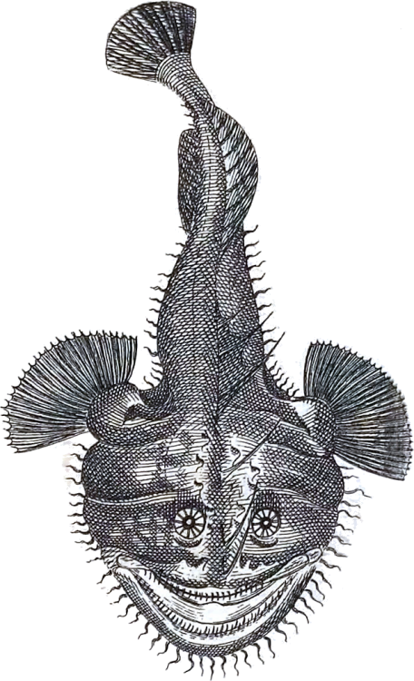 456 X 750 1 - Illustration (456x750), Png Download