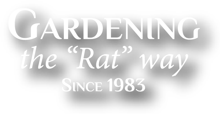 Calligraphy (779x413), Png Download