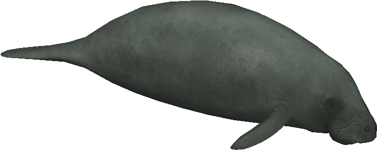 Africanmanatee - Manatee Zt2 (769x769), Png Download