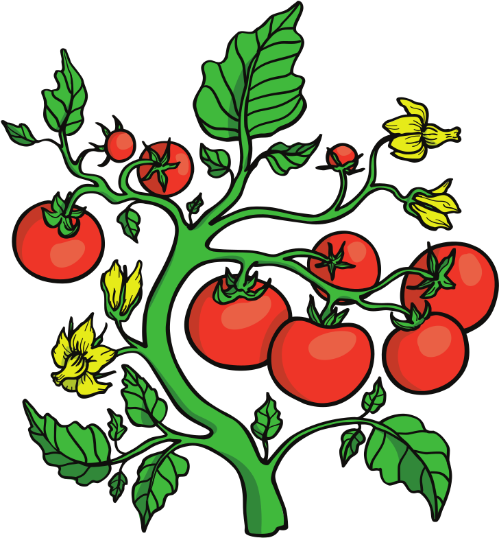 Tomato Clipart - Vector Graphics (794x1123), Png Download