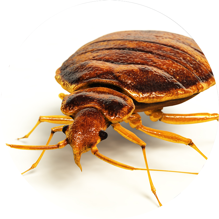 Bed-bugs - Little Round Flat Brown Bug (800x800), Png Download